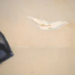 Femme avec un chien marchant sur la plage thumbnail