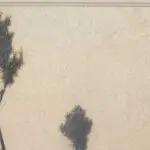 Buee Matinale thumbnail