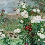 Roses thumbnail