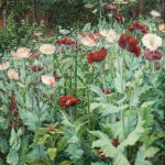 Coquelicots thumbnail