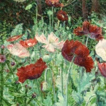 Coquelicots thumbnail