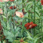 Coquelicots thumbnail