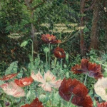 Coquelicots thumbnail