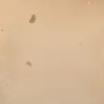 Le Secret thumbnail