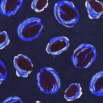 Projet de Tissus thumbnail