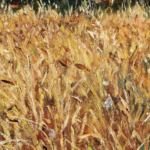 Champ de blé thumbnail