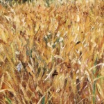Champ de blé thumbnail