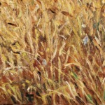 Champ de blé thumbnail