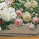 Roses dans un jardin thumbnail