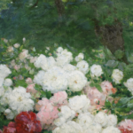 Roses dans un jardin thumbnail