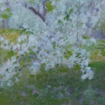 Pommiers en fleurs – Grez-sur-Loing thumbnail