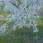 Pommiers en fleurs – Grez-sur-Loing thumbnail