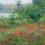 Champ de coquelicots au bord de l’Oise thumbnail